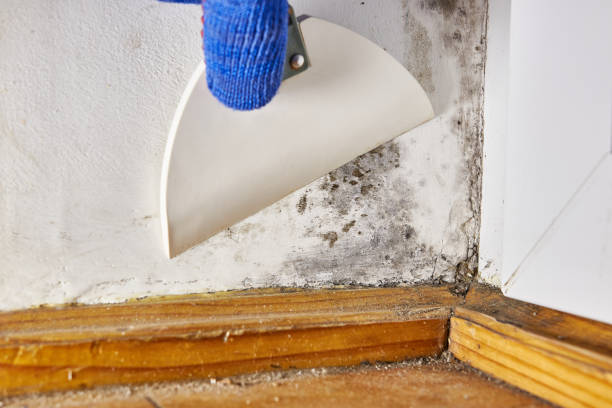 Best Mold Removal for HVAC Installations  in Lawrenceburg, IN