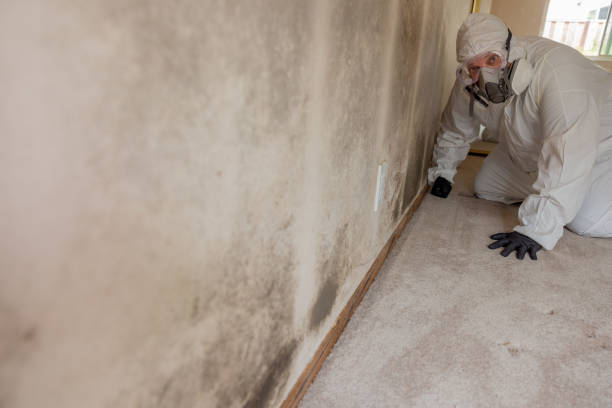 Best Black Mold Removal  in Lawrenceburg, IN
